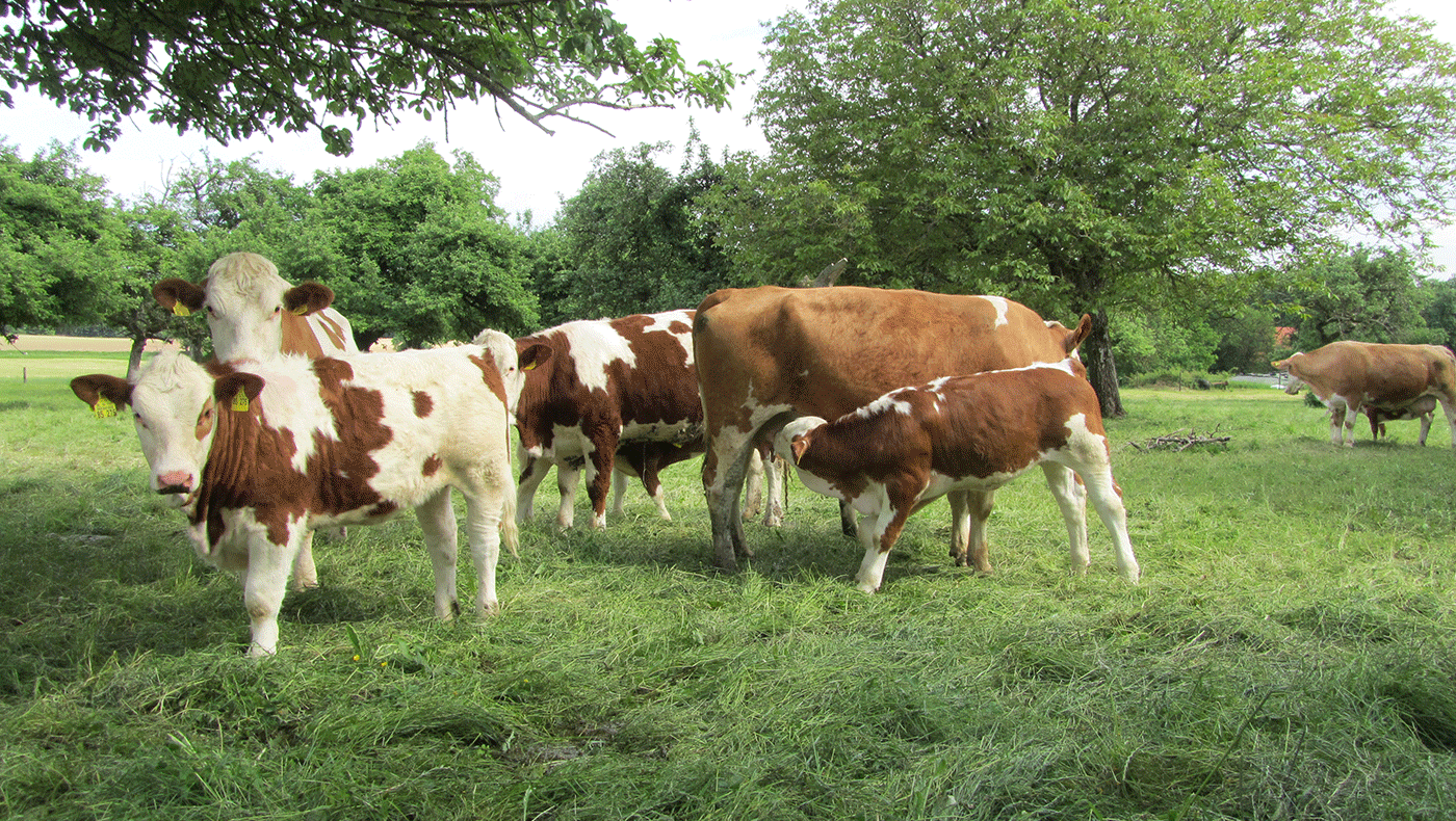 Naturhof Engel – unsere Produkte: Rinder